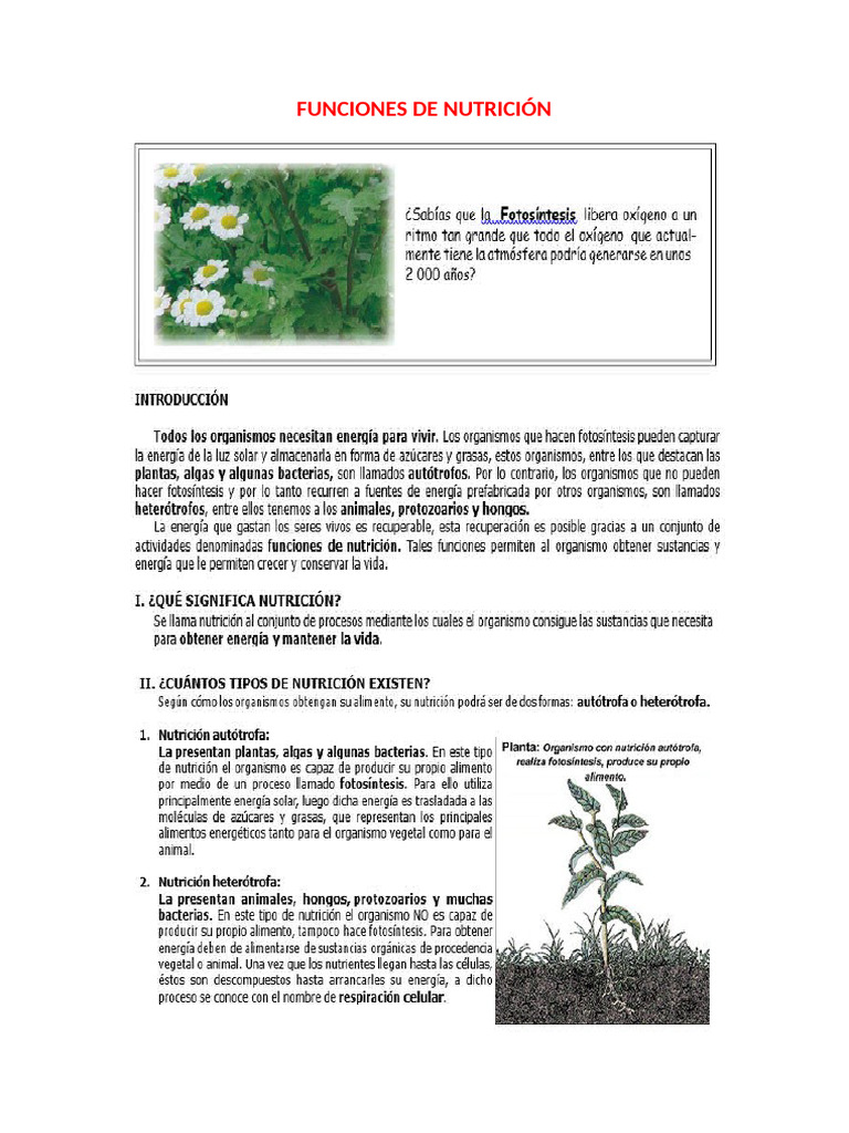 FUNCIONES+DE+NUTRICI%C3%93N | PDF