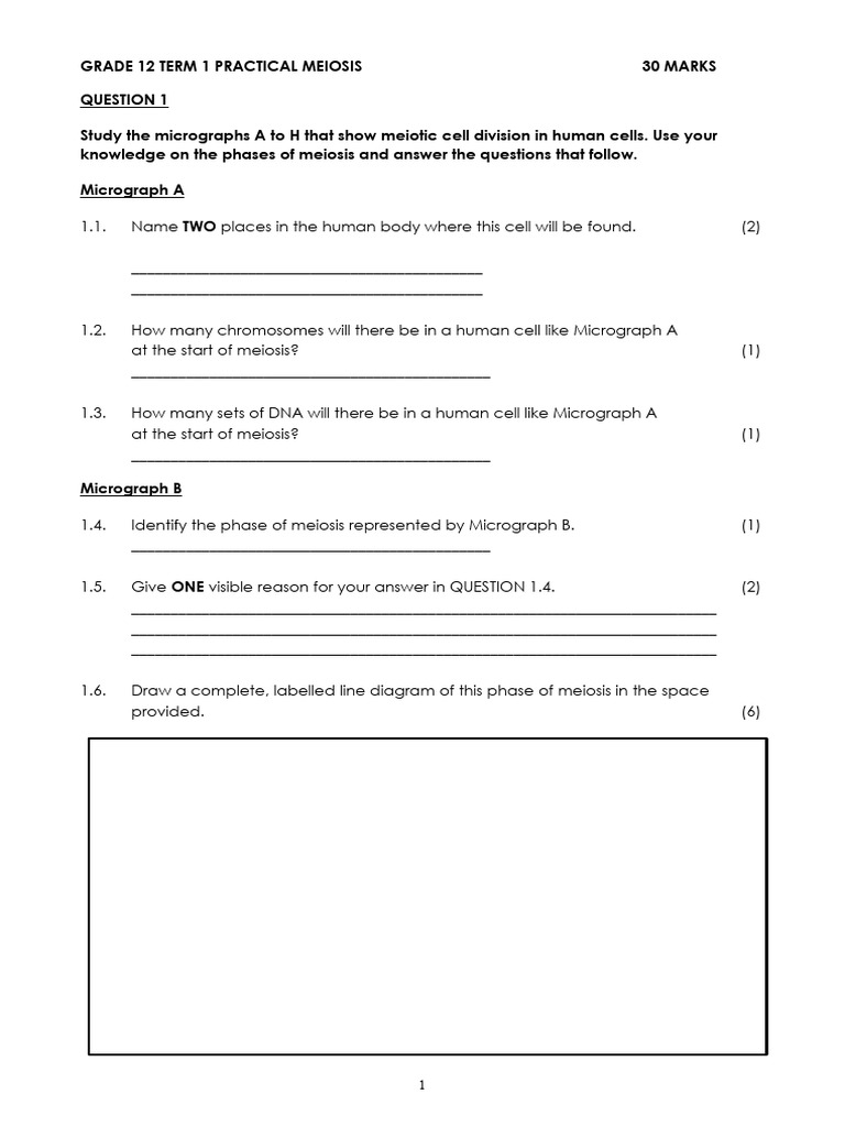 Meiosis Practical for Grade 12 Life Science | PDF | Meiosis | Chromosome