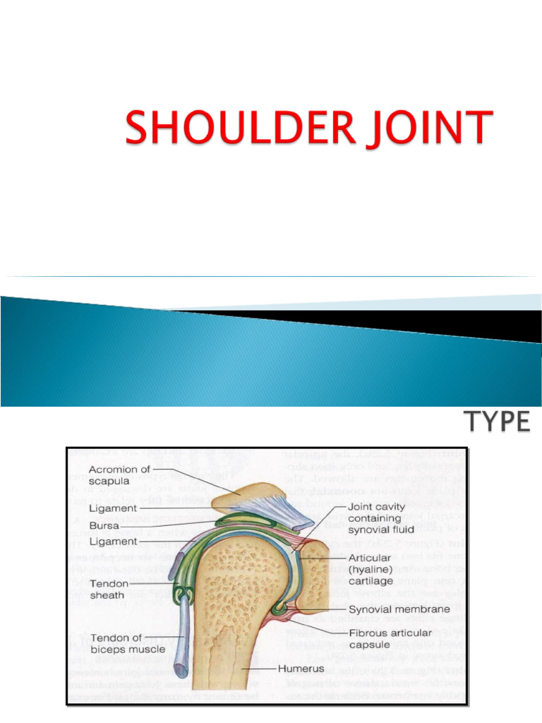 5)SHOULDER JOINT | PDF | Shoulder | Anatomical Terms Of Motion