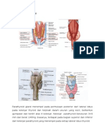 Anatomi Dan Histologi Kelenjar Parathyroid