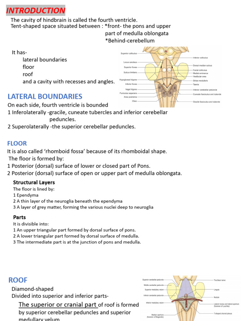Anatomy of the Fourth Ventricle | PDF | Neuroanatomy | Human Anatomy