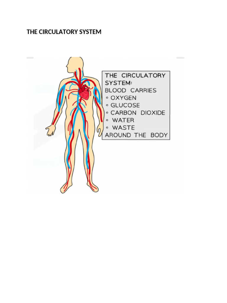 How the heart works (1) | PDF
