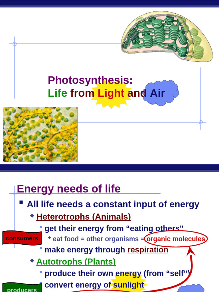 CH 10 Photosynthesis | PDF | Photosynthesis | Chloroplast