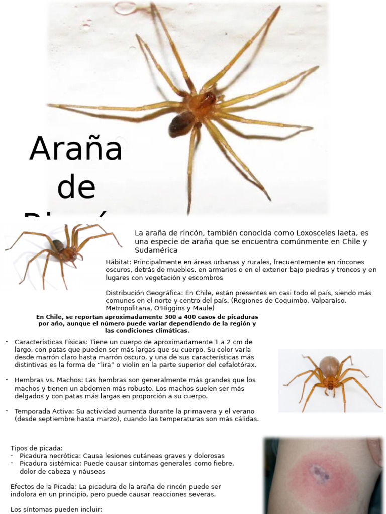 Araña de Rincón: Riesgos y Prevención | PDF | Medicina CLINICA ...