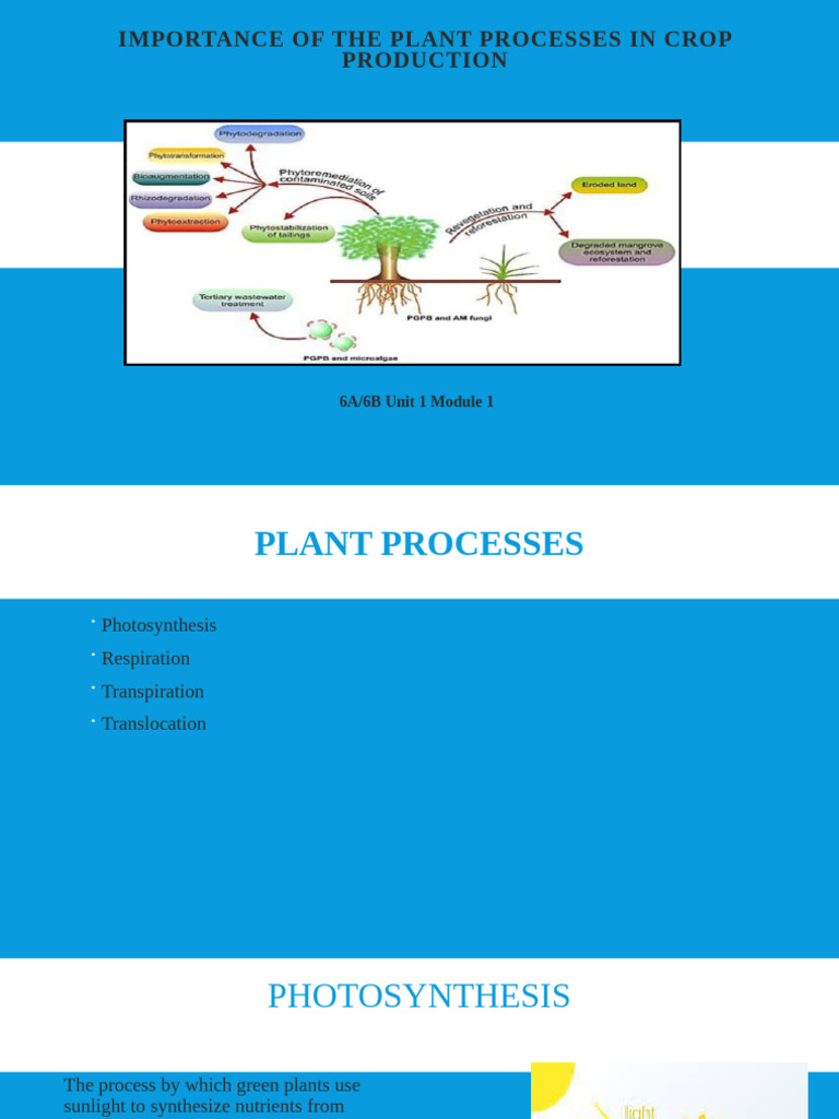 PLant Processes | PDF | Photosynthesis | Cellular Respiration