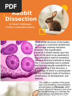 Rabbit Digestive & Respiratory Dissection Guide | PDF ...