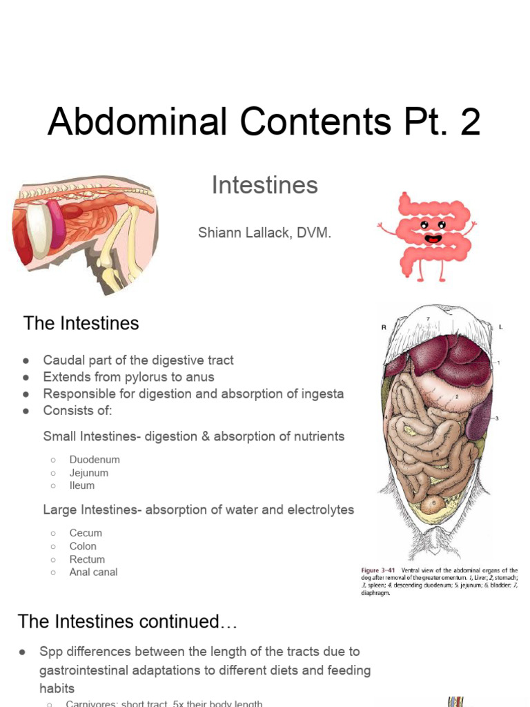 Veterinary Intestinal Anatomy | PDF | Gastrointestinal Tract | Large ...