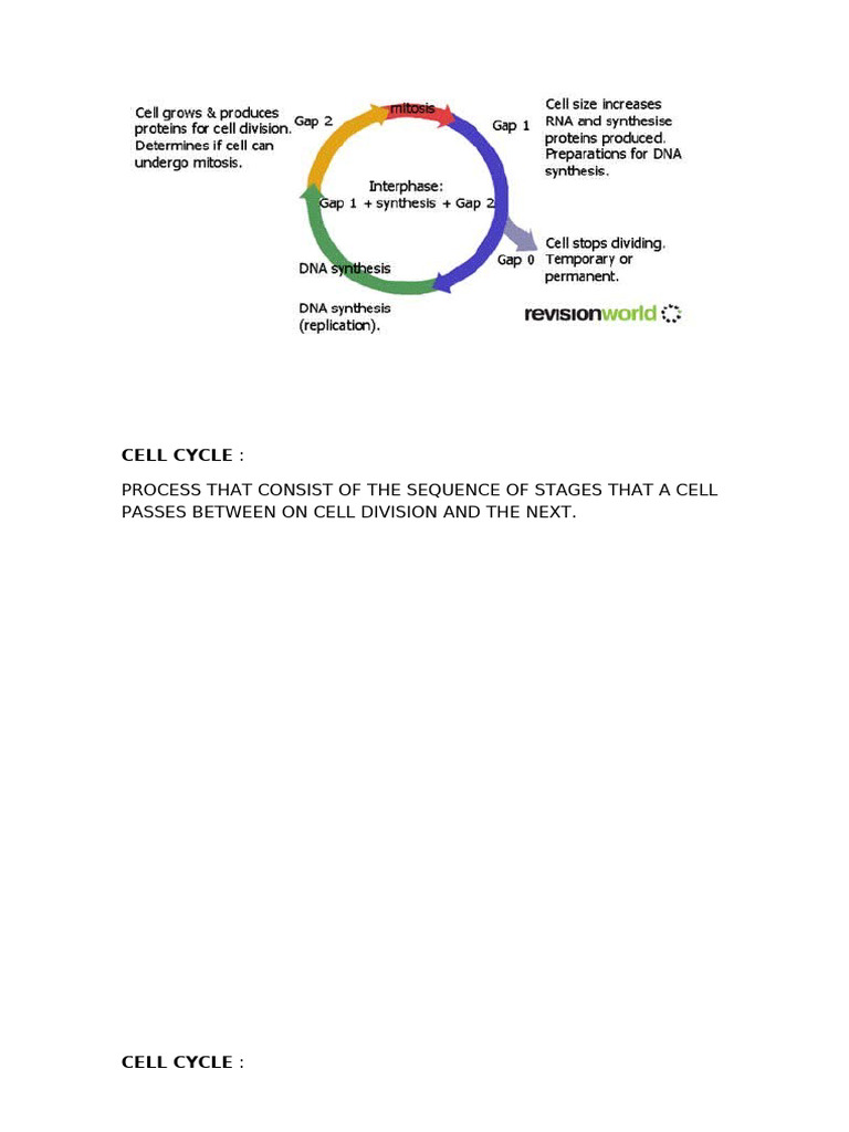 Overview of the Cell Cycle Stages | PDF