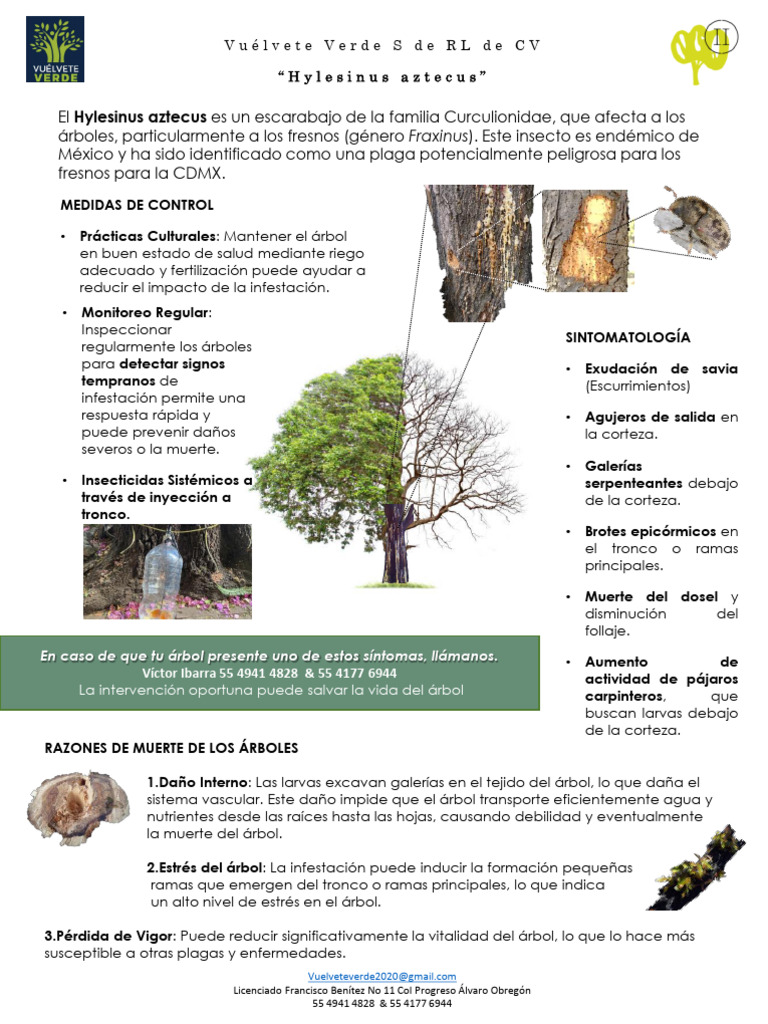 Infografia Hylesinus Aztecus | PDF | Arboles