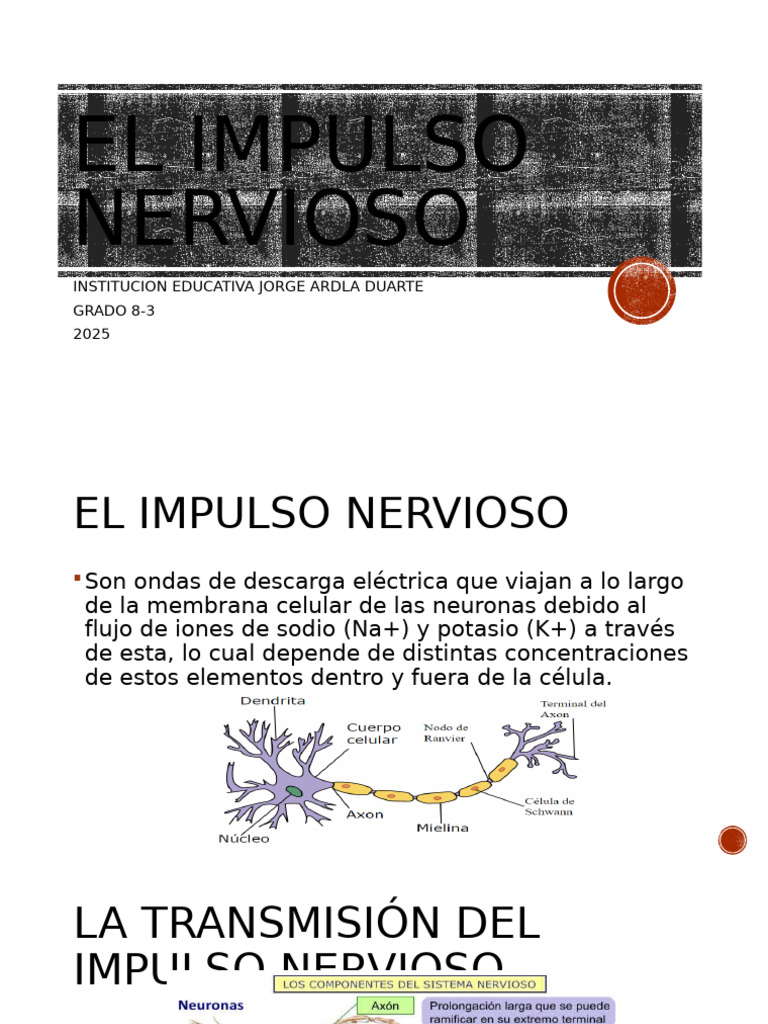 Impulso Nervioso y Sinapsis | PDF | Potencial de acción | Neurona