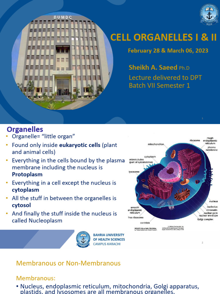 Overview of Eukaryotic Cell Organelles | PDF | Endoplasmic Reticulum ...