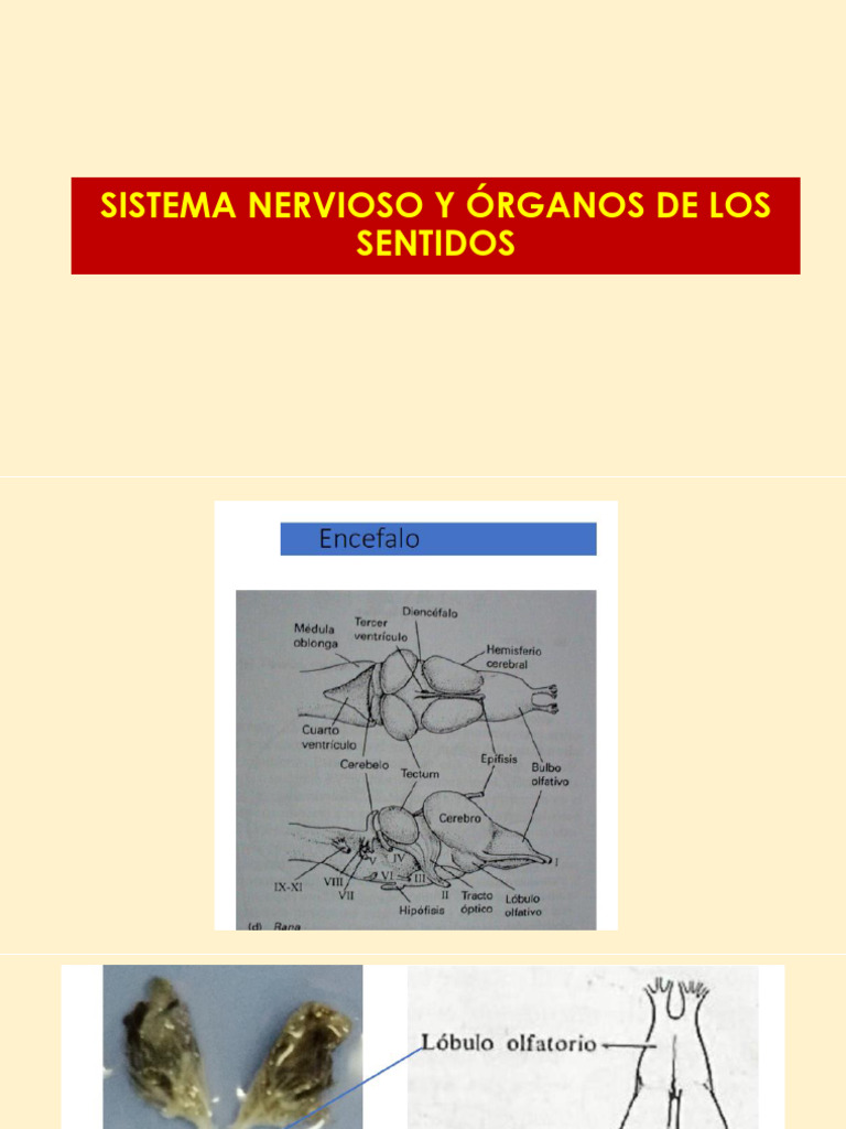 Sistema Nervioso y Órganos de Los Sentidos 2024 | PDF
