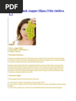 Download Manfaat Buah Anggur Hijau by Teti Saraswati Asri SN82858148 doc pdf