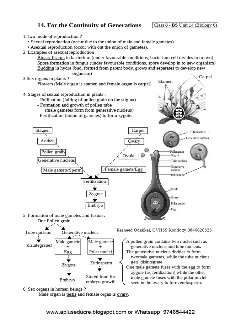 Asexual and Sexual Reproduction Explained | PDF | Sexual Reproduction ...