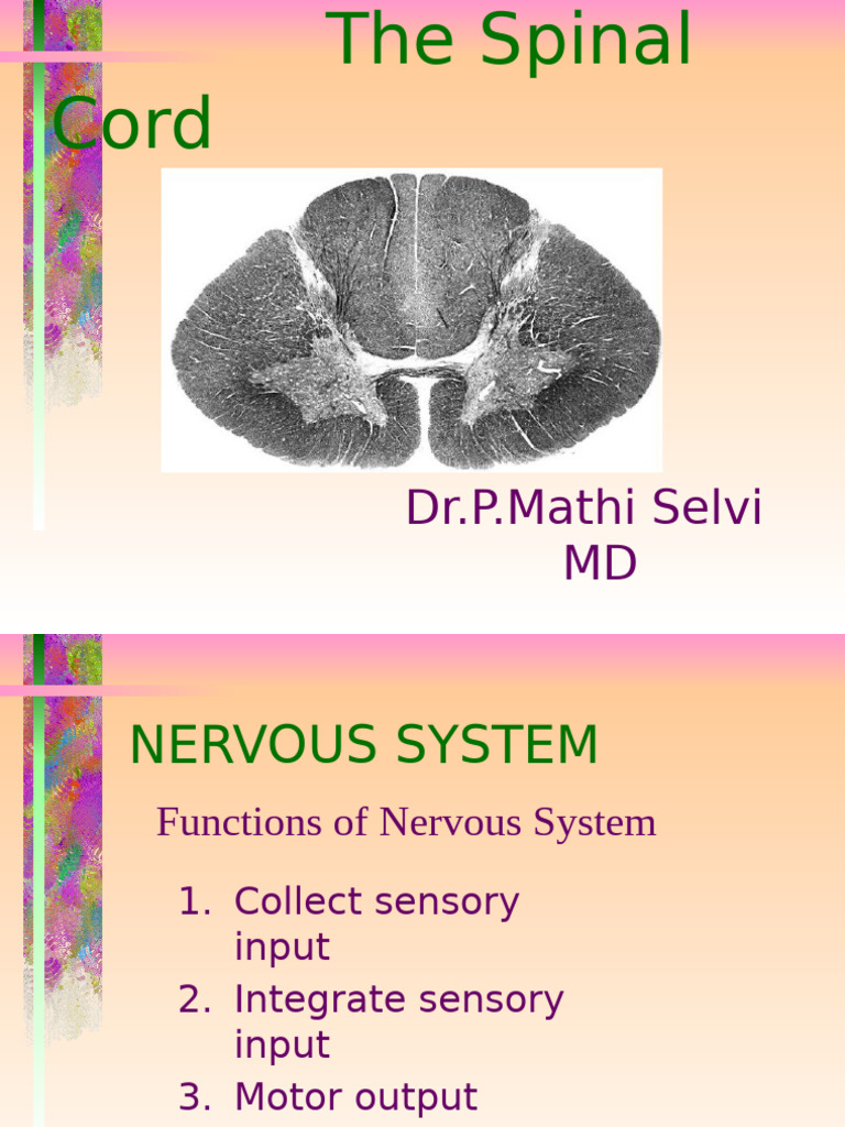 Spinal Cord | PDF | Spinal Cord | Motor Neuron