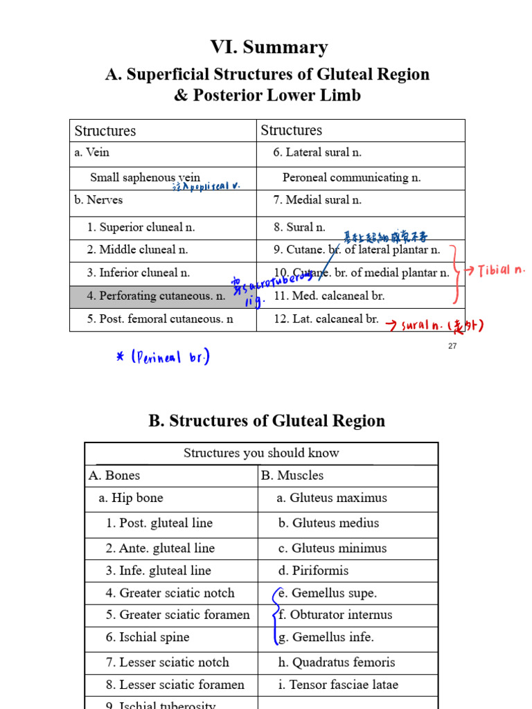 Anatomy of Gluteal and Lower Limb Structures | PDF | Lower Limb Anatomy ...
