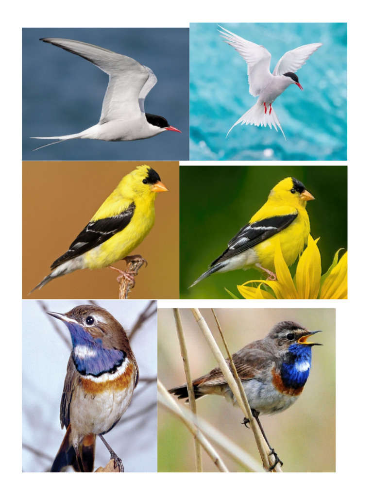 Birds Pdf