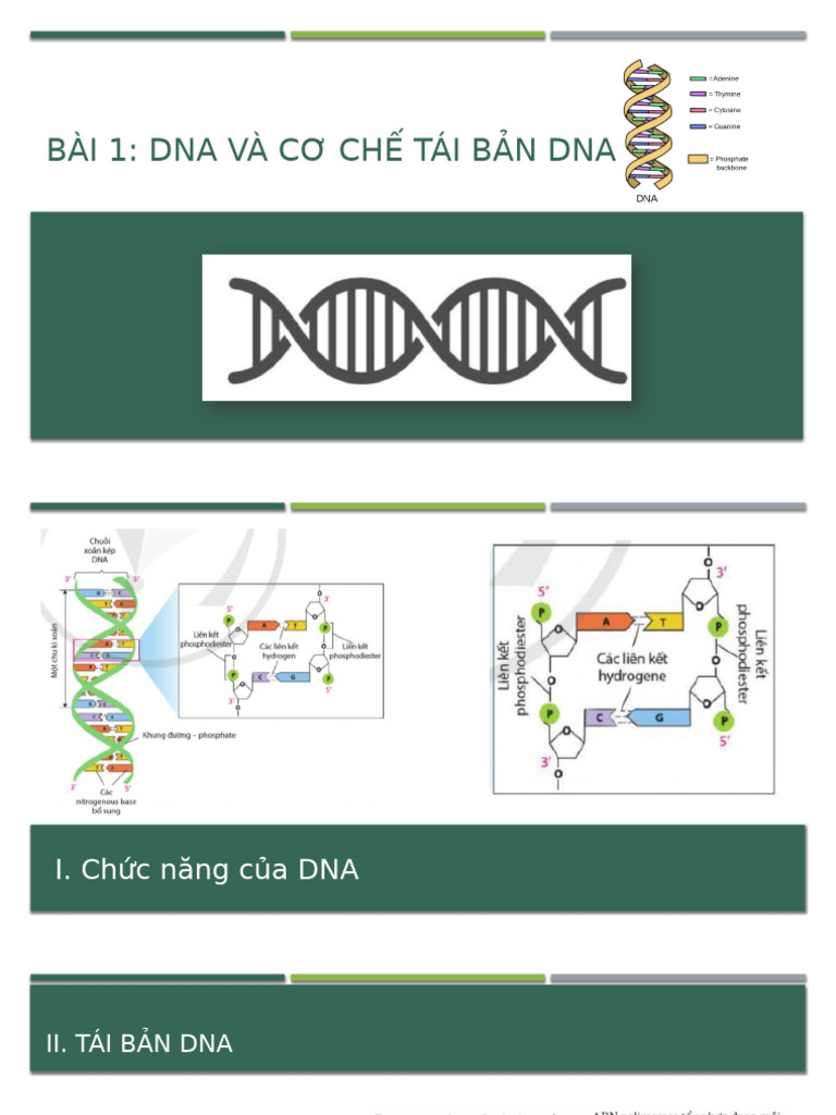 1 Dna Và Tái Bản Dna | PDF