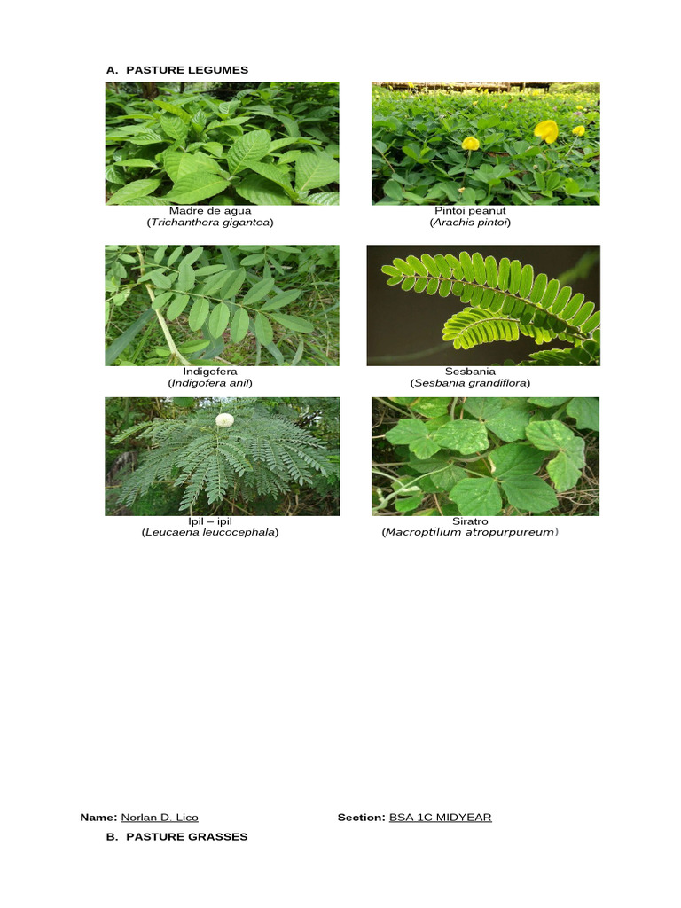 Forages (Legumes and Grasses) | PDF