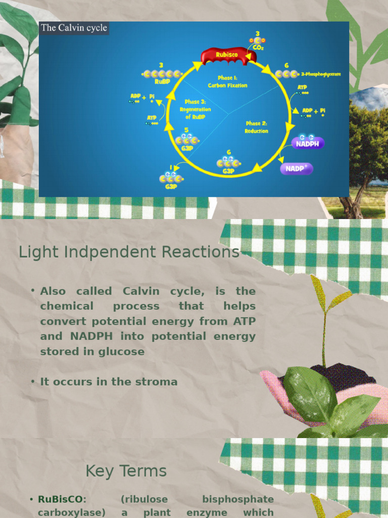Understanding the Calvin Cycle Process | PDF | Biology | Plant Physiology
