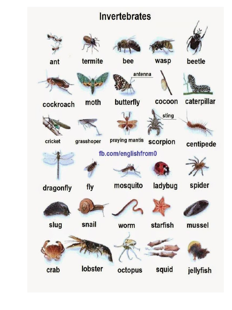 Inverbrates Insects | PDF