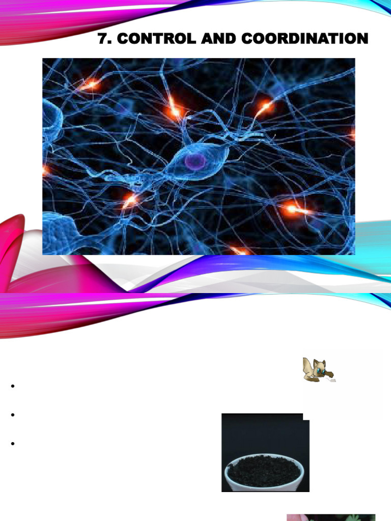 Control and Coordination in Organisms | PDF | Plant Hormone | Nervous ...
