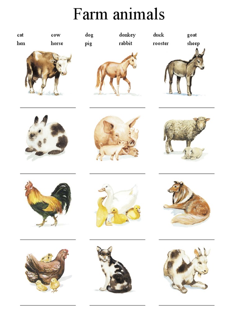 Farm Animals | PDF