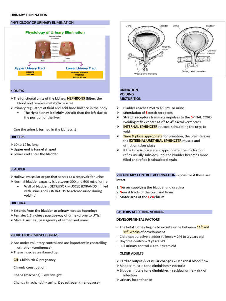 Urinary Elimination Physiology Overview | PDF | Urination | Urinary ...