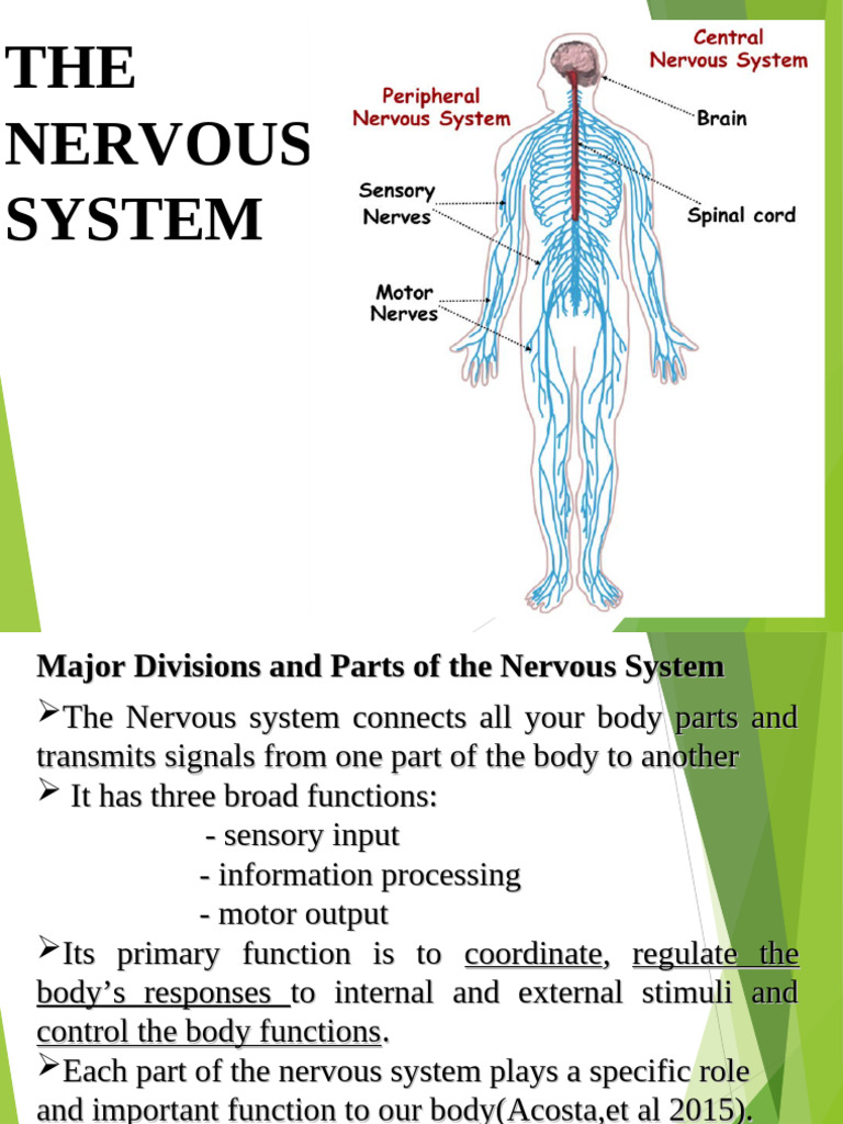 Overview of the Nervous System Functions | PDF | Nervous System | Nerve