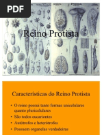 reino-protista