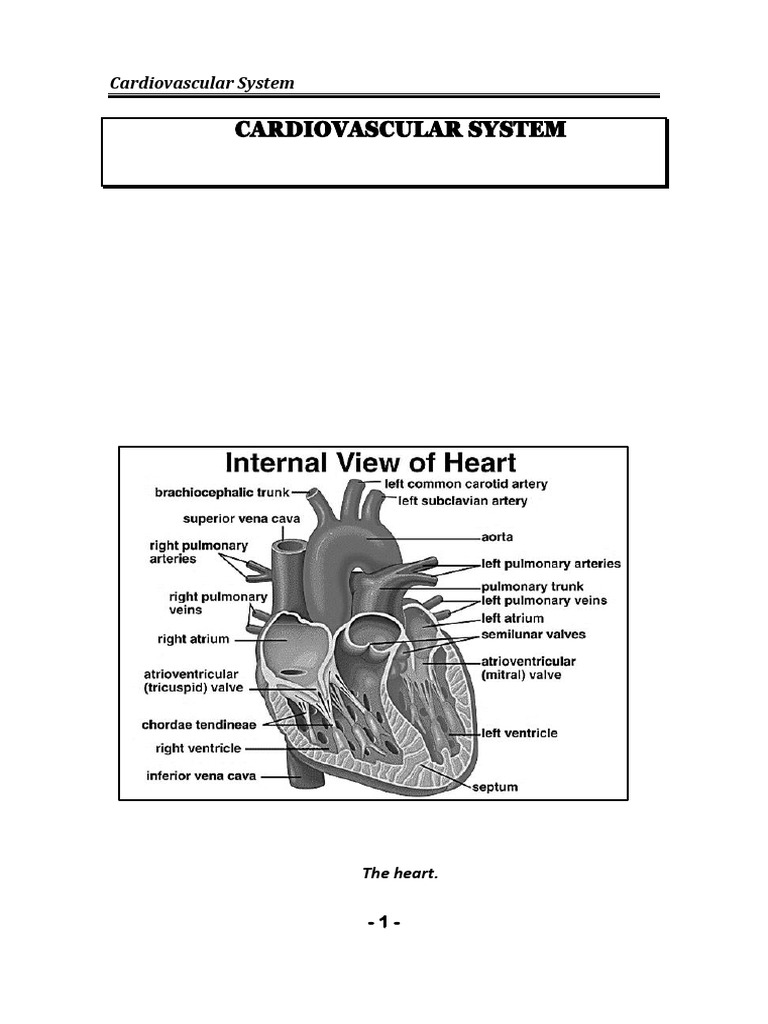 Overview of the Cardiovascular System | PDF | Heart | Heart Valve