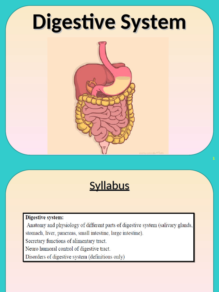 Overview of the Digestive System | PDF | Stomach | Pancreas