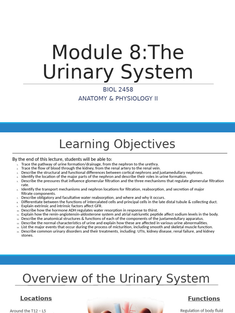 Module+8+ +the+Urinary+System+ | PDF | Kidney | Urinary System