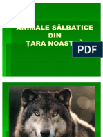 0 0animale Salbatice PP Romania