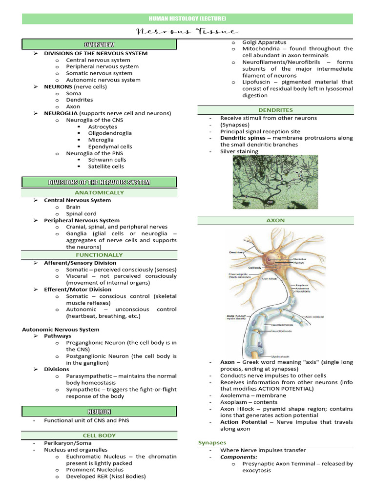 Human Histology: Nervous System Overview | PDF | Neuron | Nervous System