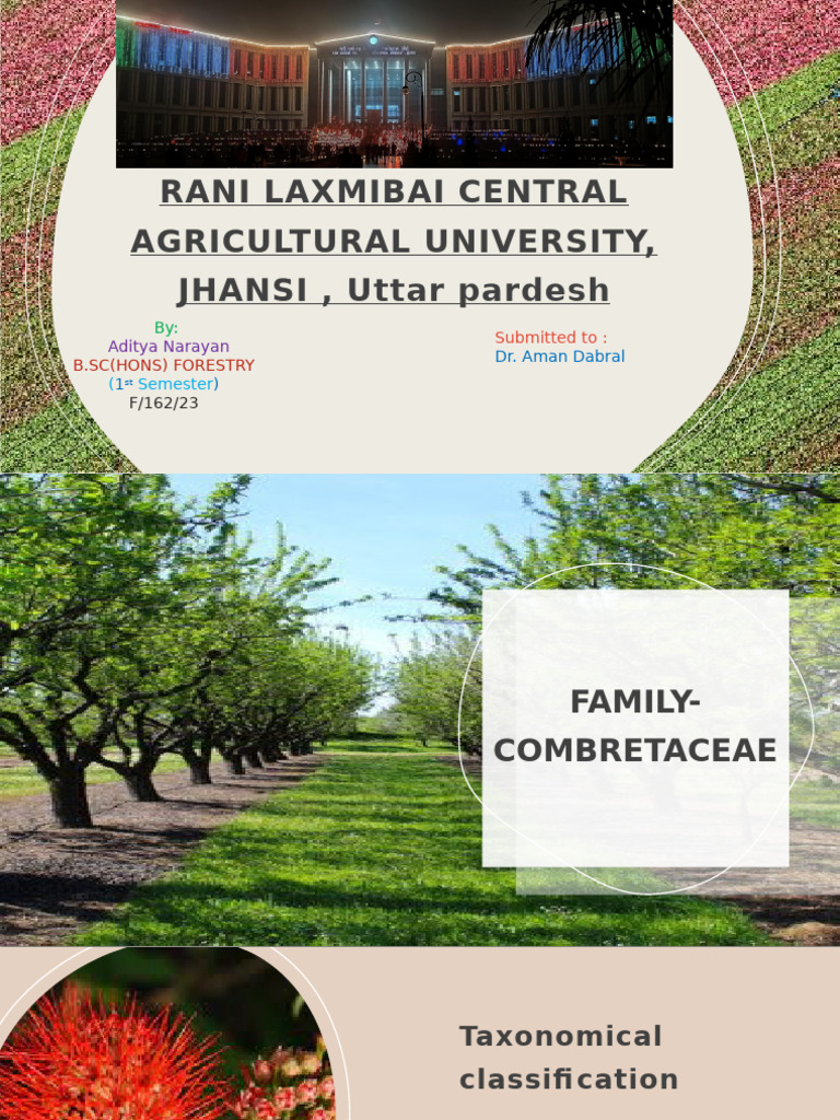 Overview of Combretaceae Family | PDF | Flowers | Petal
