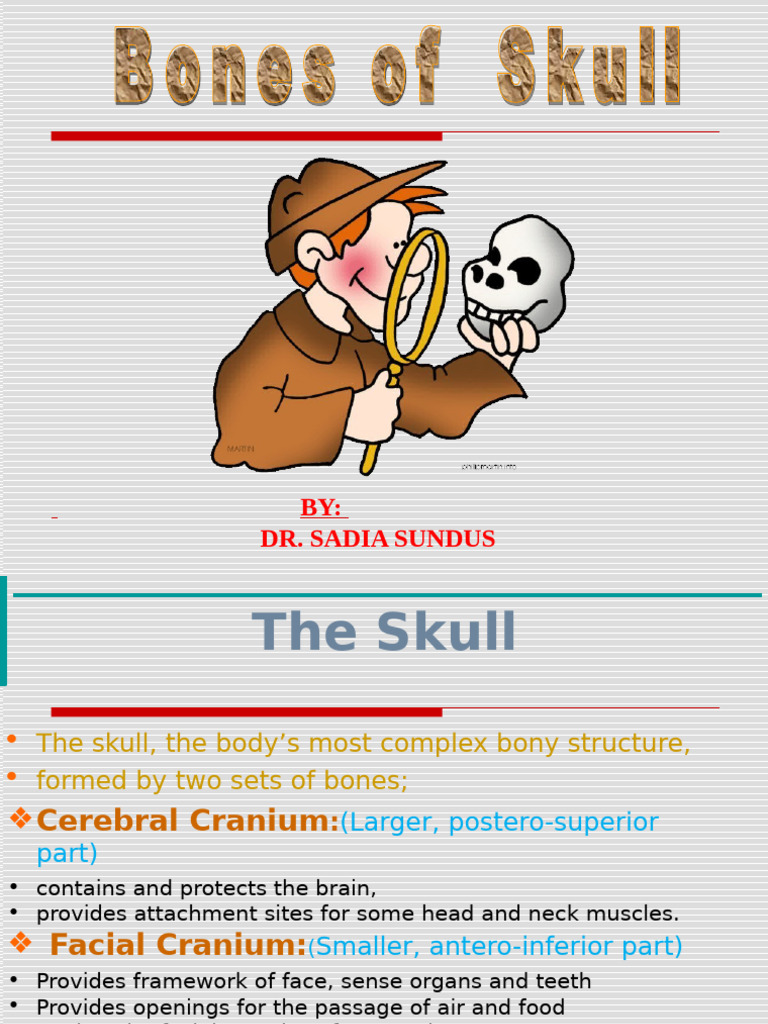 Lec 1 (a) Bones of Skull | PDF | Skull | Human Nose