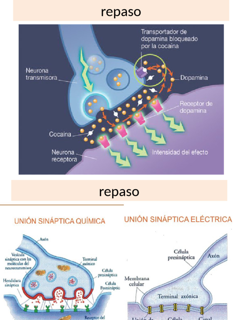 Repaso de Sinapsis e Impulso Nervioso | PDF | Sinapsis | Sinapsis química