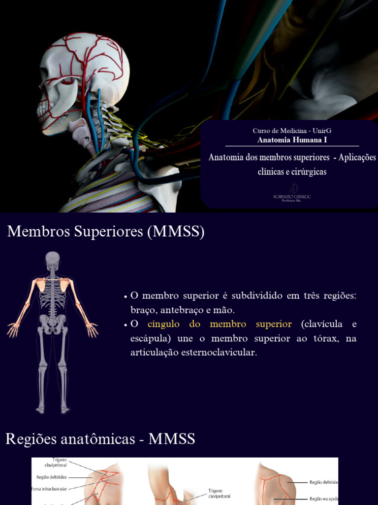 Anatomia dos Membros Superiores e Cabeça | PDF | Anatomia humana ...