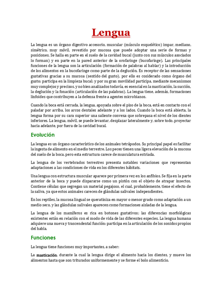 Funciones y Anatomía de la Lengua | PDF | Lengua | Anatomía