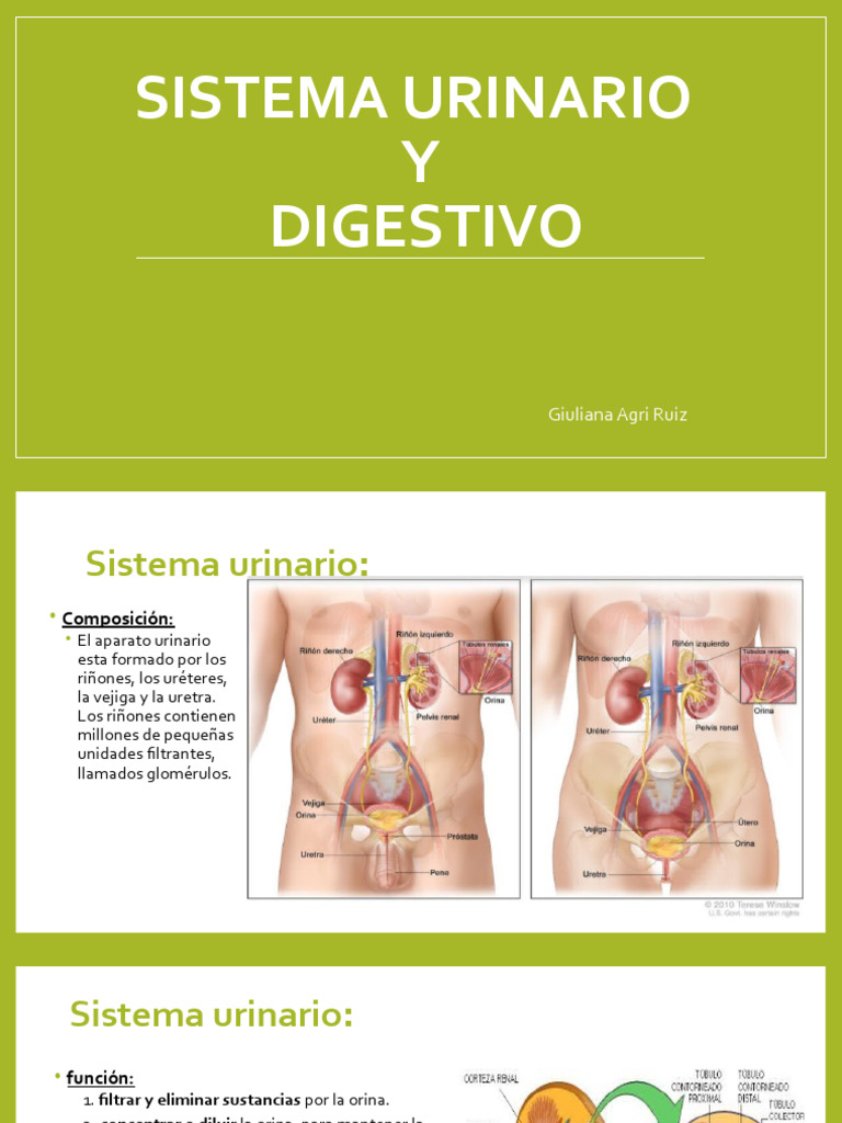 Sistema Urinario y Digestivo: Funciones y Enfermedades | PDF ...
