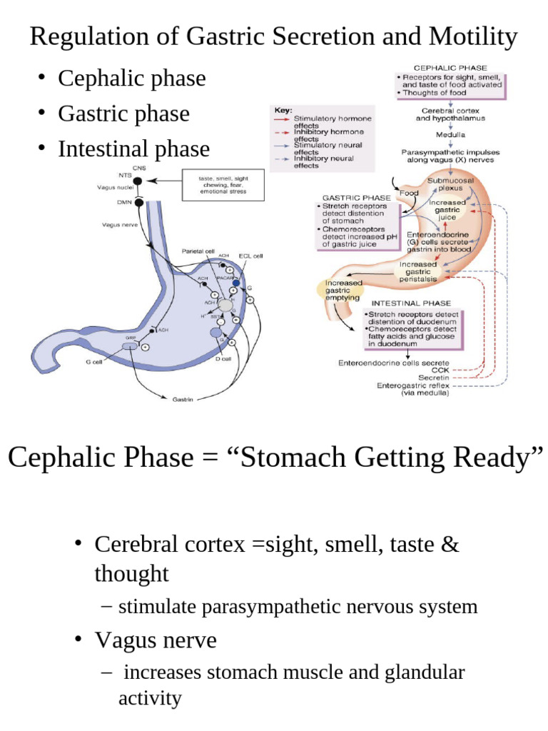 Digestive System - Lect 5 | PDF | Stomach | Digestive System