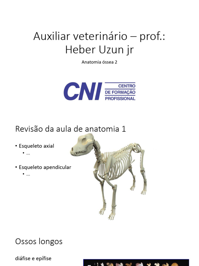 Seghetto Osseo Satterlee ODM Per Chirurgia Ortopedica Veterinaria – Strumento Nuovo