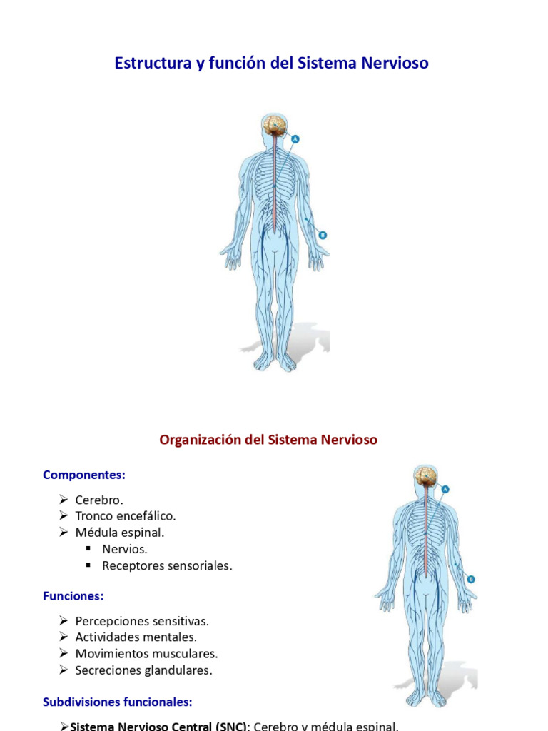 Estructura y Función del Sistema Nervioso | PDF | Cerebro | Sistema ...