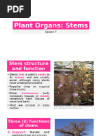 Internal Structure of Stems | PDF | Plant Stem | Tissue (Biology)