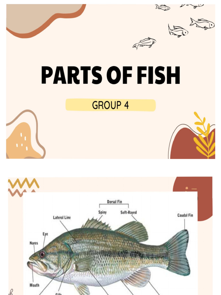 PARTS OF FISH | PDF | Shellfish | Oyster