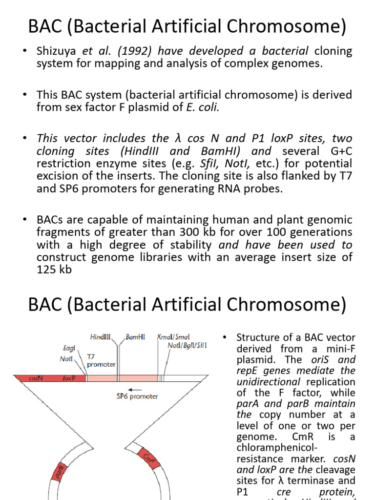 Overview of Artificial Chromosome Vectors | PDF | Plasmid | Vector ...