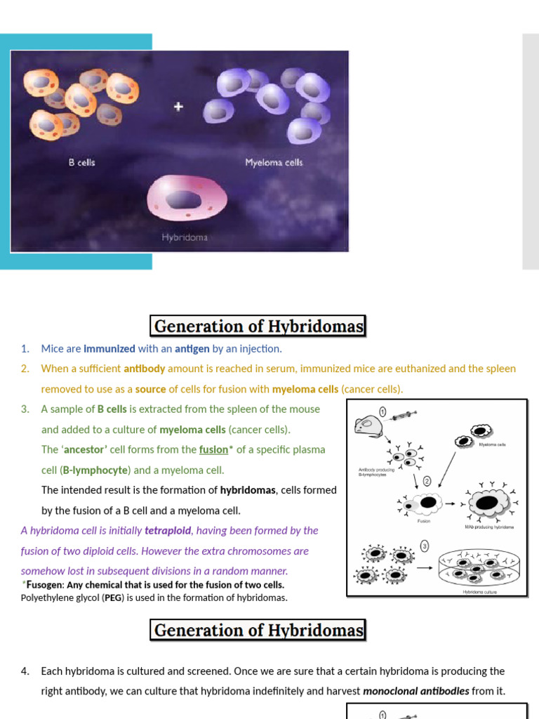 Hybridoma Method for Monoclonal Antibodies | PDF | Antibody ...