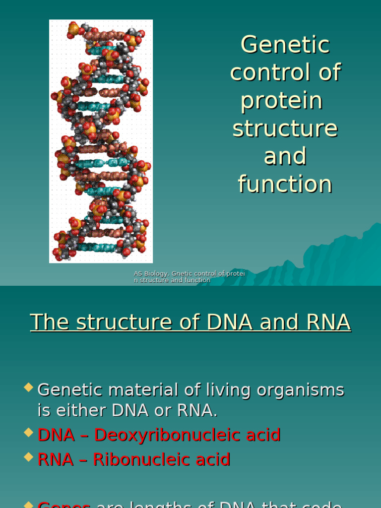 Structure Od DNA | PDF | Nucleotides | Dna