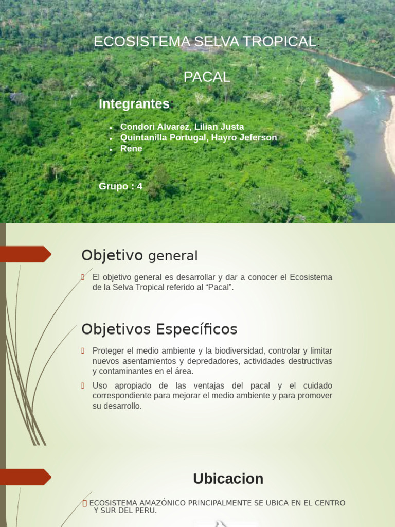 Ecosistema Pacal en la Selva Tropical | PDF | Entorno natural | Ecosistema